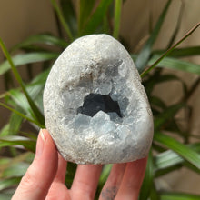 Load image into Gallery viewer, Celestite