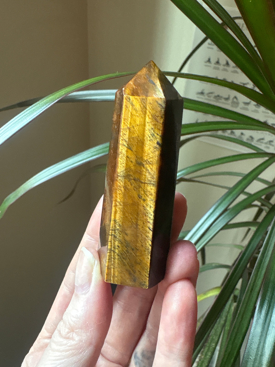 Tigers Eye