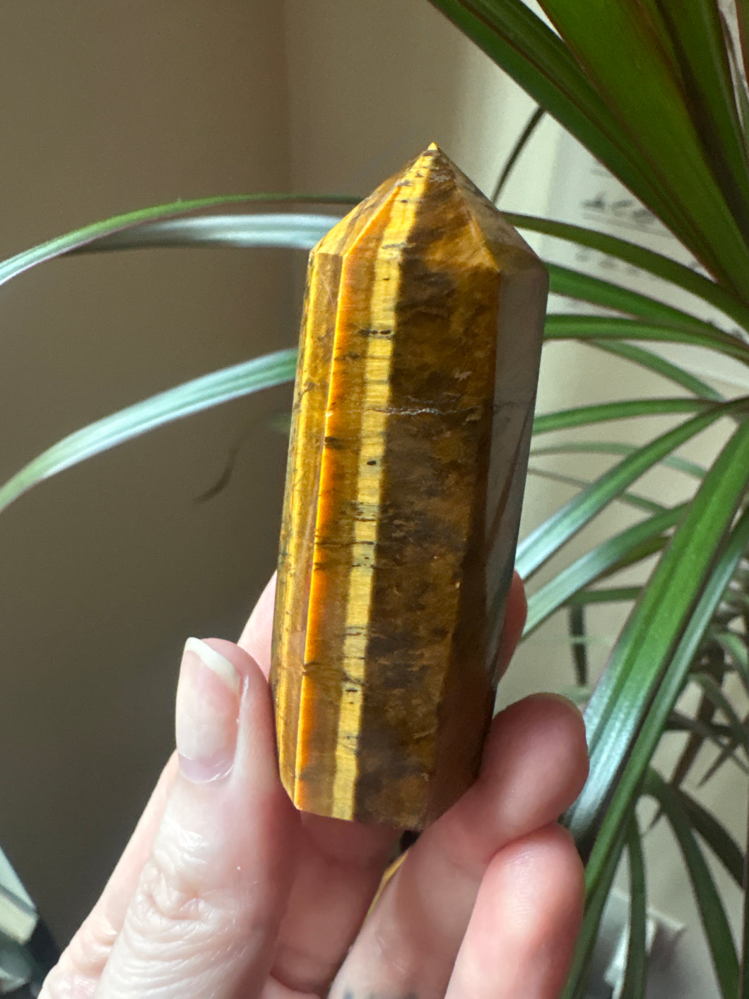 Tigers Eye
