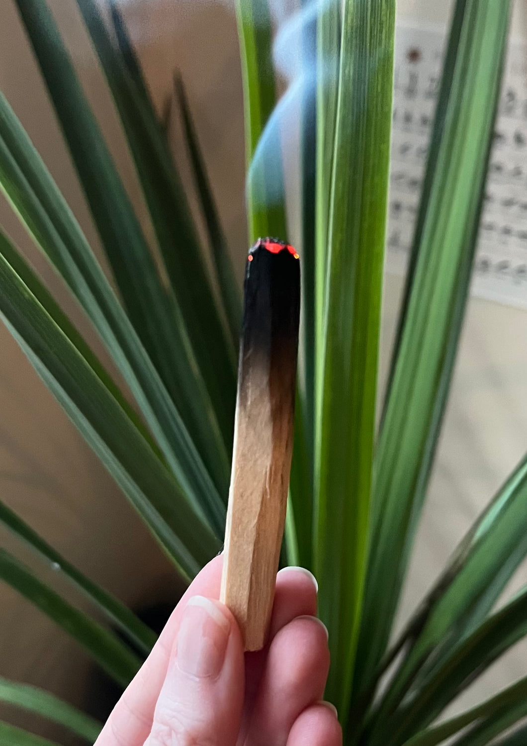 Palo Santo