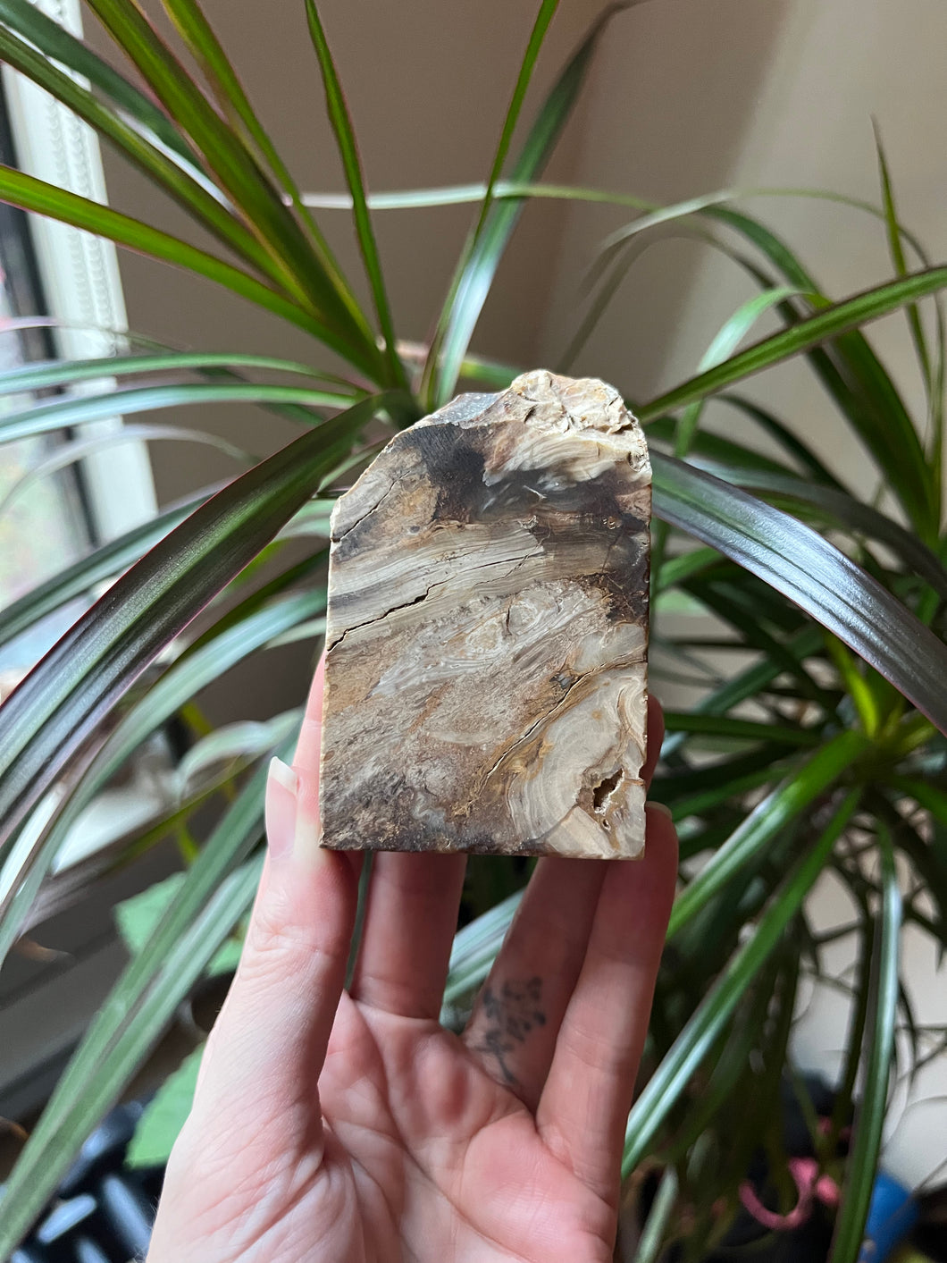 Petrified Wood